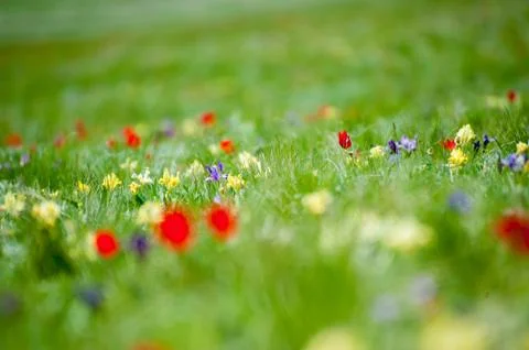 Summer green field Stock Photos