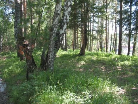 Summer green forest Stock Photos