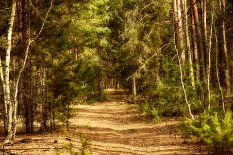 Summer green forest Stock-Fotos