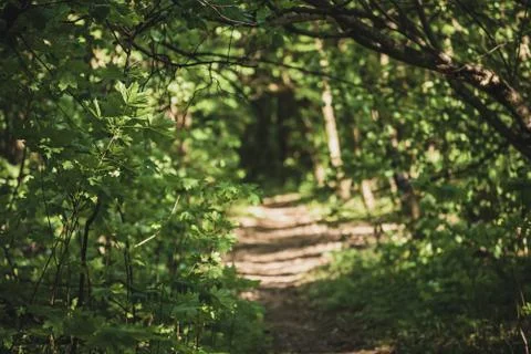 Summer green forest Stock-Fotos
