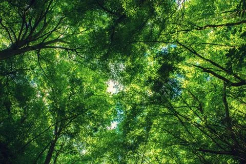 Summer green forest 스톡 사진