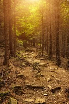 Summer green forest Fotos Stock