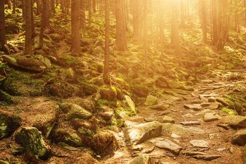 Summer green forest Фото
