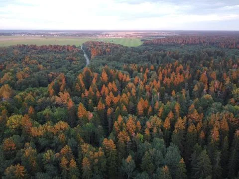 Summer green forest in the rays of the setting sun aerial photography Stock Photos