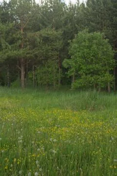 Summer green forest before a thunderstorm cloudy day Stock Photos