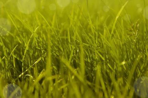 Summer green grass background. Abstract outdoor grass, selective focus Stock Photos