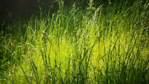 Summer Green Grass Stock Footage 91218077