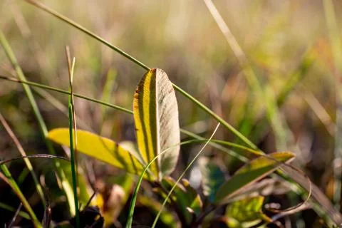 Summer green grass. Foto stock