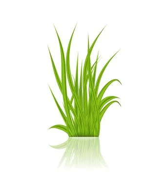 Summer green grass with reflection 스톡 일러스트
