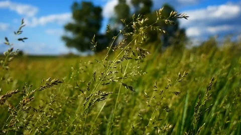 Summer green grass on wind Stock Footage 77766859
