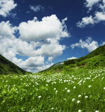 Summer green grassland in mountain Stock Photos