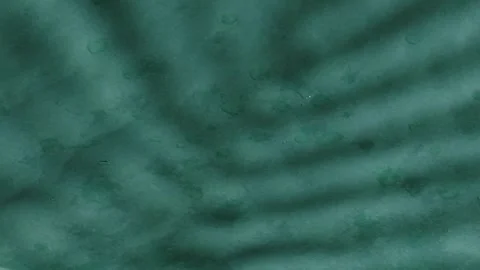 Summer green leaf shadow  background Video stock 274859948