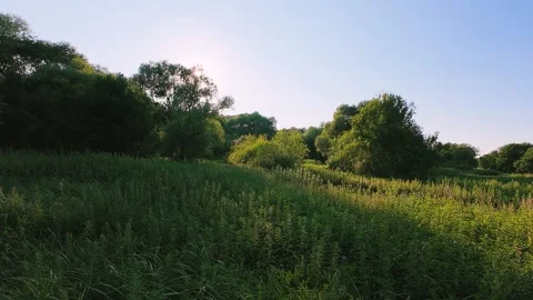 Summer green meadow under a clear blue sky at sunset.  Stock Footage 343679043