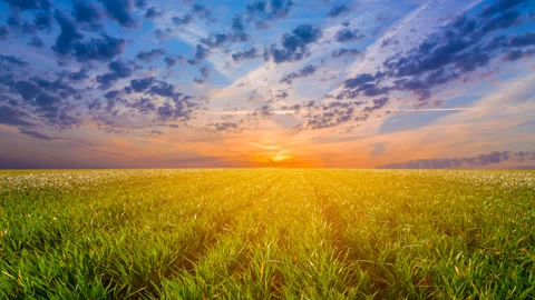 Summer green prairie with grass at the dramatic sunset Stock Footage 320191846