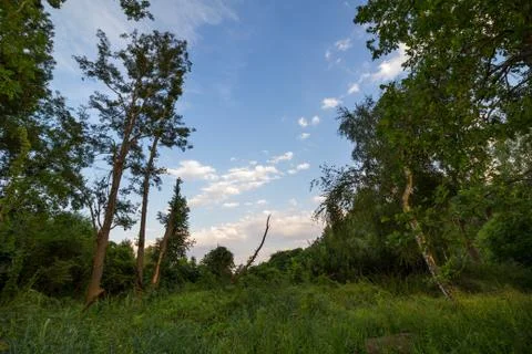 Summer, green trees and empty space in between. Stock Photos