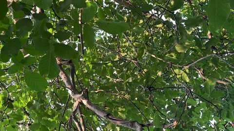 Summer green walnut tree background Stock Footage 313395233