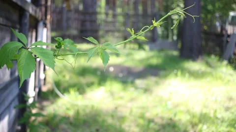 Summer green Wild grape leaves background. Stockbeeldmateriaal 132989395