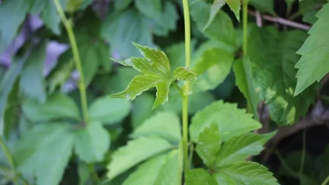 Summer green Wild grape leaves background. Vídeo Stock 132989474