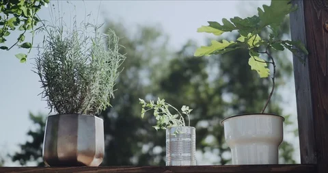 Summer Greens in the garden Stock Footage 129399861