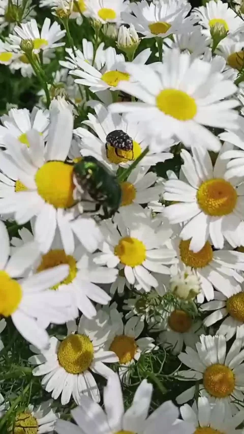 Summer Guest Stock Footage 312216652