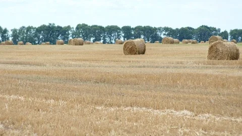 Summer harvest field with hay bails Stock Footage 78478083