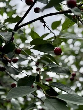 Summer Harvest on Leafy Cherry Tree Foto stock