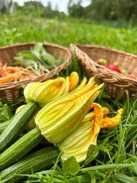 Summer harvest Stock Photos
