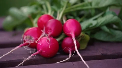 Summer harvested red radish. Growing organic vegetables. Large bunch of raw Stock-Footage 101222425