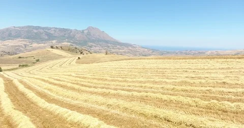 Summer harvester in action Stock Footage 76687771