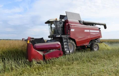 Summer harvesting of rapeseed. Stock Photos