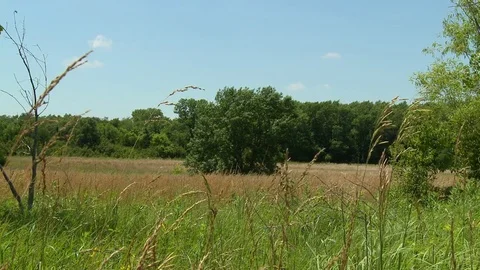 Summer hay field and tree Stock Footage 76910048