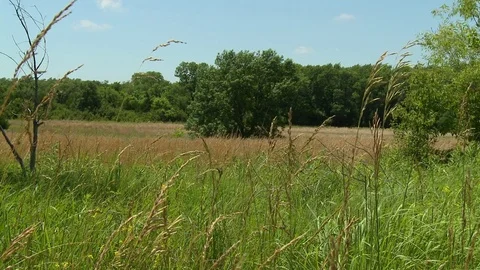 Summer hay field Stock Footage 76918264