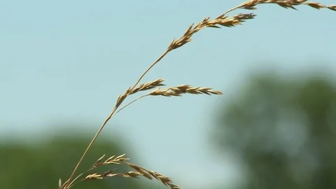 Summer hay field grass close up Video stock 76912131