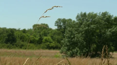 Summer hay field grass Stock Footage 76913417