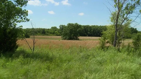 Summer hay field grass timelapse Stock Footage 76912858