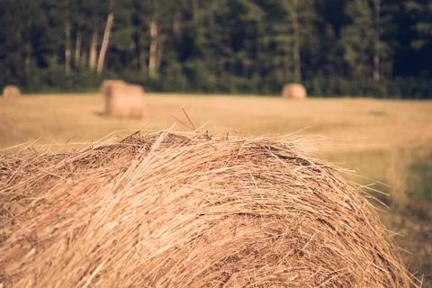 Summer Hay Field Stock Photos