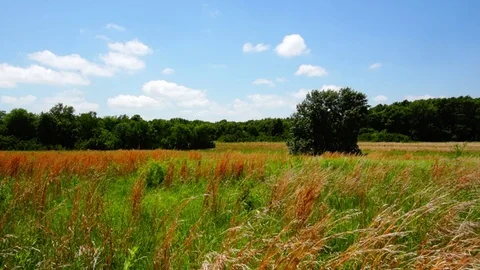 Summer hay field in wind Video stock 76915095