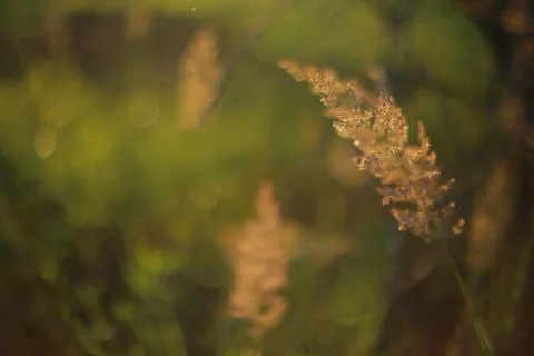 Summer herbs 스톡 사진
