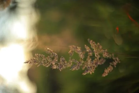 Summer herbs in sunset light. Stock Photos