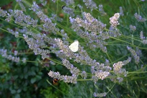 Summer is here Stock Photos