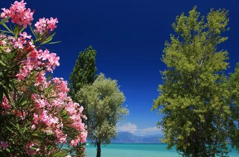 Summer holiday Stock Photos
