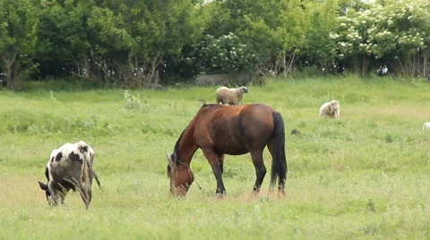 Summer Horse Grazing Stock Footage 64269082