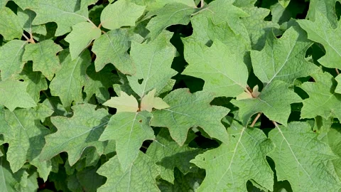 Summer Hydrangea flower plant leaves close up shot. Stock-Footage 250047264