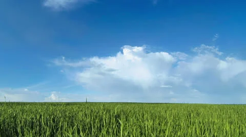 Summer idyllic background Stock Footage 23587451