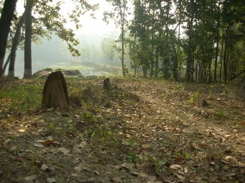 Summer in Indian forest Foto stock
