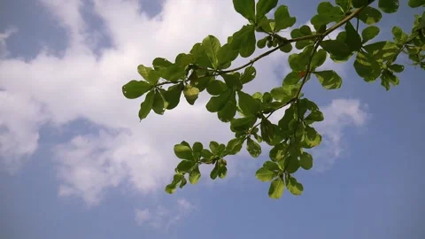 SUMMER INDONESIA Stock Footage 200801208