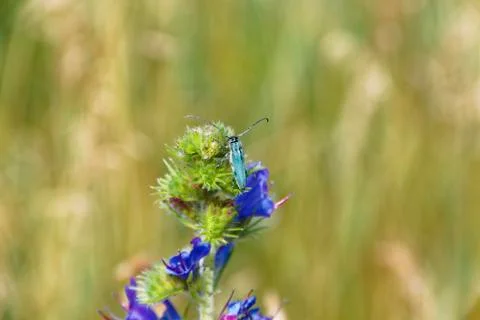 Summer insect macro photo. Stock Photos