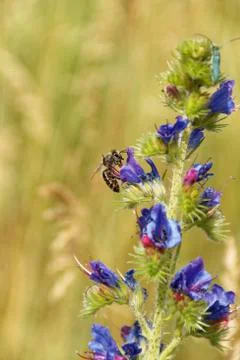 Summer insect macro photo Stock Photos