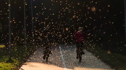 Summer insects bask in the sun, creating problems for cycling, slow motion Stock Footage 311753858