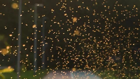 Summer insects bask in the sun, slow motion Stock Footage 311753845